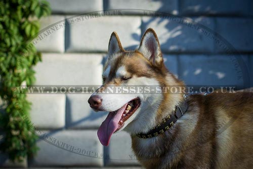 Siberian Husky Dog Collar of Leather with Square Brass Studs