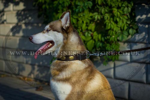 Siberian Husky Dog Collar of Leather in Vintage for Walking