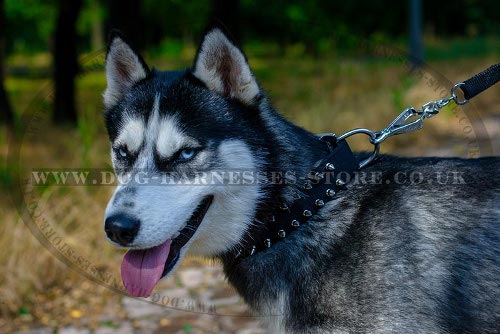 Siberian Husky Dog Collar of Nylon with Two Rows of Shiny Spikes