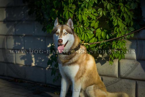 Siberian Husky Dog Collar Leather of War Design with Decorations