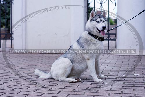 Siberian Husky Dog Collar Leather with Studs and Spikes Columns