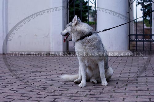 Siberian Husky Puppy Collar of Spiked Narrow Leather for Walking