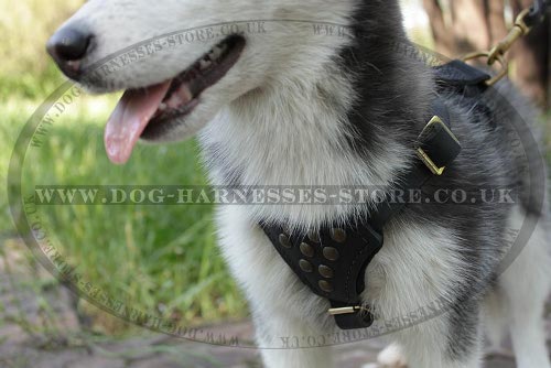 Siberian Husky Puppy Harness of Leather with Studs for Walking