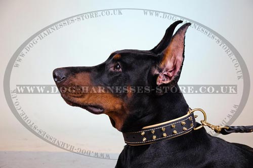 Soft Collar for Dogs with Golden Spikes and Soft Padding