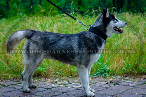 Dog Collar for Husky of Strong and Soft Felt Padded Leather