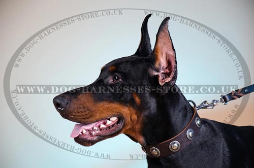 Soft Leather Dog Collar with Nickel Plated Circles Decor