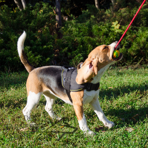 Solid Dog Ball on String for Interactive Games with Beagle