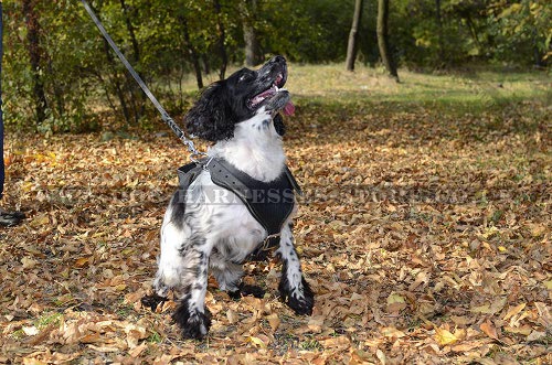 Spaniel Harness of Leather Classic Design with Soft Padded Chest