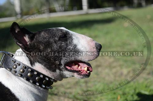 Spiked and Studded Leather Dog Collar for English Bull Terrier