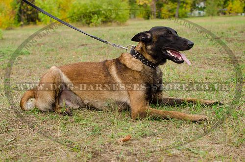 Dog Walking Collar with Spikes and Studs for Belgian Shepherd