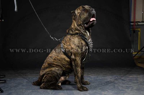 Spiked Leather Harness for Cane Corso for Walking UK