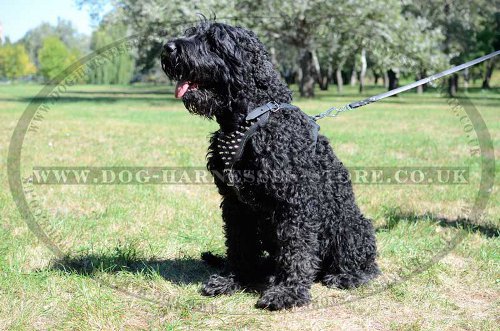 Black Russian Terrier Felt Padded and Spiked Leather Dog Harness