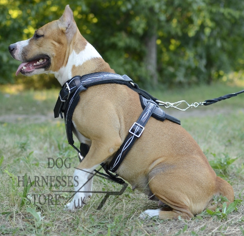 Designer Dog Harness Unique "Barbed Wire" Style for Staffy