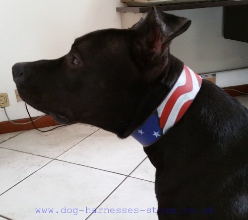 Staffy Designer Leather Collar "American Pride" - Click Image to Close