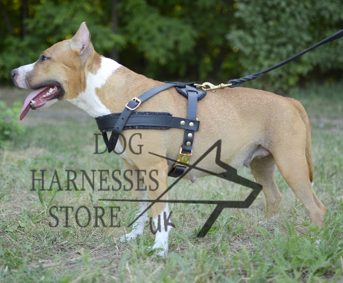 Dog Pulling Harness of Leather for Staffy Tracking and Training