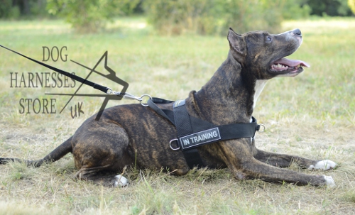 Dog Training Harness of Strong Nylon with ID Patches for Amstaff