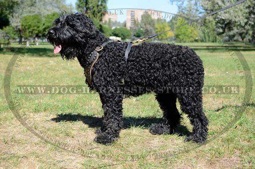 Black Russian Terrier Royal Leather Harness with Studded Chest