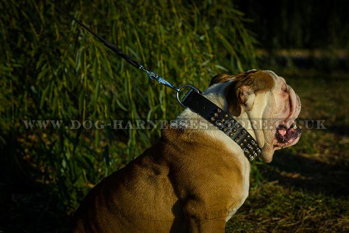 Highly Decorated British Bulldog Collar Rows of Spikes and Cones