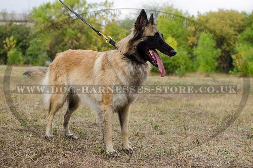 Tervuren Collar for Behavior Control, Leather Choker with Braid