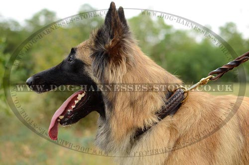 Tervuren Collar Leather Decorated with Braid, Elegant Design