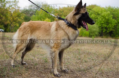 Tervuren Collar for Obedience Training, Leather, Adjustable