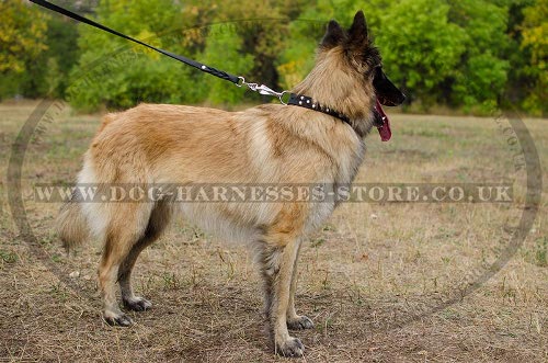 Tervuren Collar of Fashionable Design, Leather and Nickel Cones