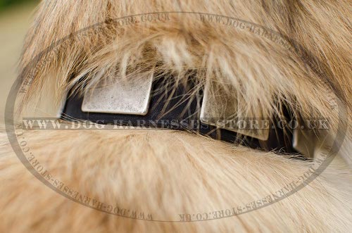 Tervuren Collar of Genuine Leather with Massive Nickel Plates