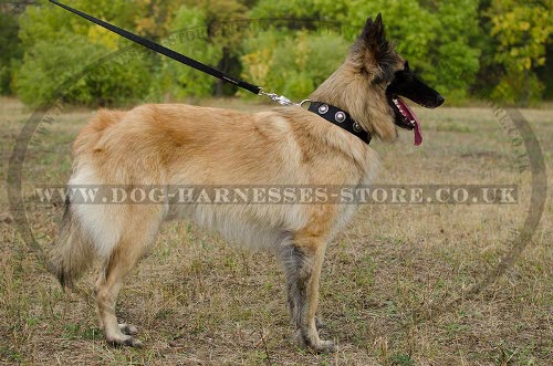 Tervuren Collar of Nylon with Silver-Like Conchos for Everyday - Click Image to Close