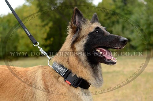 Tervuren Collar, ID Patches and Easy to Release Buckle, Nylon