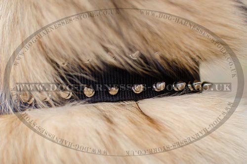 Tervuren Collar with Nickel Spikes in Two Rows, Double-Ply Nylon