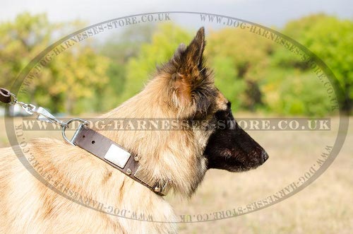 Tervuren Collar, Leather Decorated with Nickel Plates and Cones