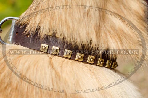 Tervuren Collar of Leather with Brass Studs, Caterpillar Design