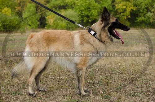 Tervuren Collar with Massive Nickel Plates, Nylon, All-Weather