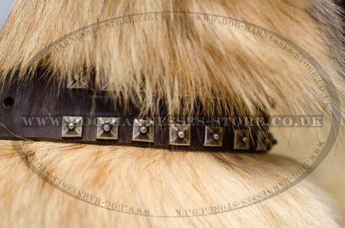 Tervuren Collar, Caterpillar Design, Leather with Nickel Studs - Click Image to Close