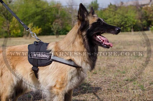 Tervuren Harness with ID Patches and Reflective Strap, Nylon