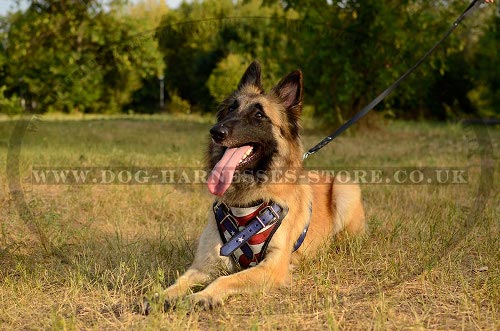 Tervuren Harness with Stars and Stripes on Leather, Unique Style