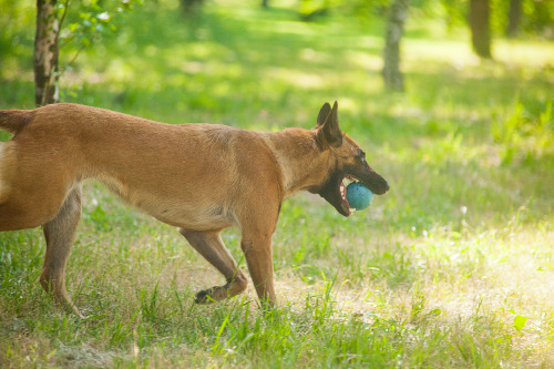 German Shepherd and Belgian Malinois Dental Ball UK