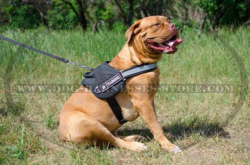 Bestseller! Dog Harness of Nylon for Dogue de Bordeaux Training - Click Image to Close