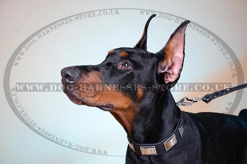 Unique Dog Collar of 1.5" Leather with Large Nickel Plates