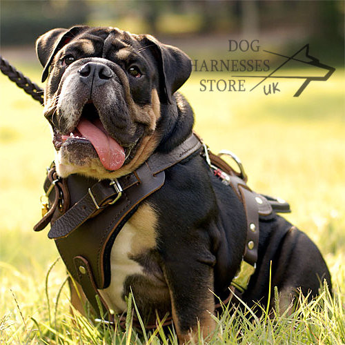 Brown Leather Harness for Dogs, Training and Walking Bestseller!