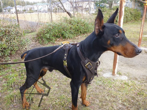 Brown Leather Harness for Dogs, Training and Walking Bestseller!