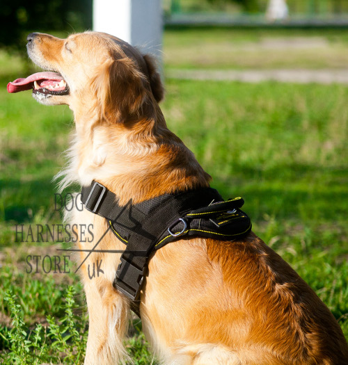 Nylon Harness for Labrador and Golden Retriever