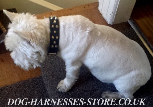 West Highland Terrier Collar of Leather with Decorative Cones