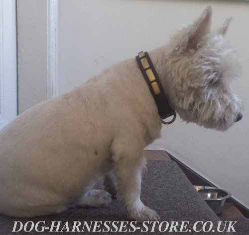 West Highland Terrier Collar of Narrow Leather with Brass Plates