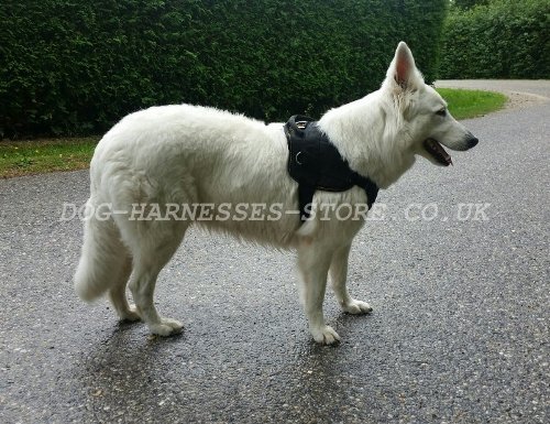 White Swiss Shepherd Harness of Durable Nylon with Handle