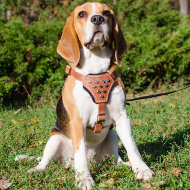 Stylish Small Dog Harness with Studded Chest Plate for Beagle