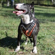 Exclusive Handmade Leather Bull Terrier Harness with Flame Paint