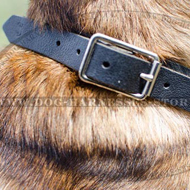 Leather Choke Collar for Belgian Malinois Reliable Control