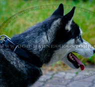 Leather Dog Collar for Husky Training with Soft Felt Lining