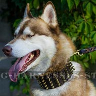 Leather Dog Collar for Husky of Extra Width with Brass Spikes